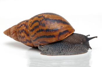 Achatina achatina achatina Benin